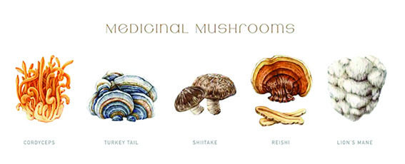 Medicinal Mushrooms: Nature’s Health Powerhouse