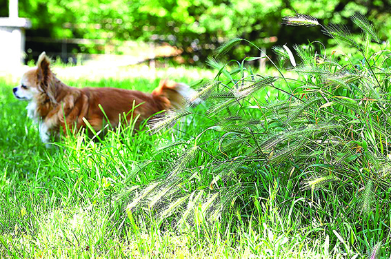 Ticks: Small Parasites, Big Problems