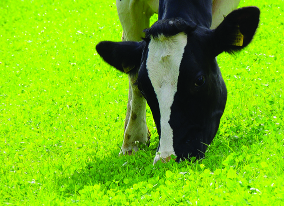 A moo-ving defence of Irish cows
