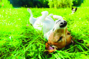 Summer Sun: Not Just Our Skin at Risk