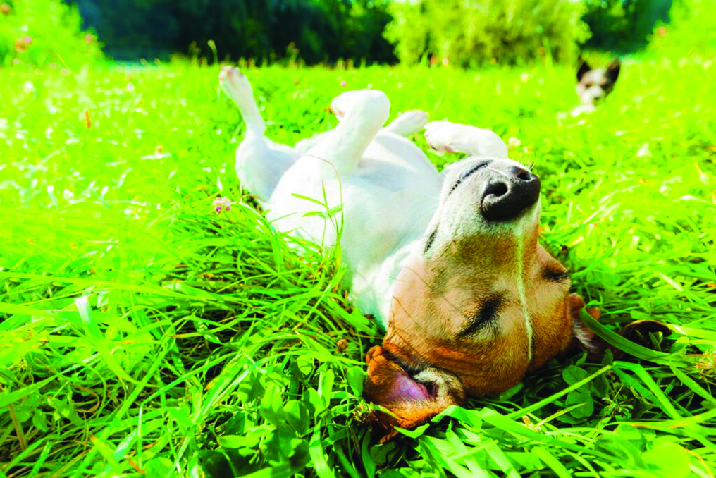 Summer Sun: Not Just Our Skin at Risk