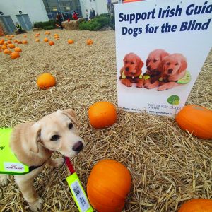 Keeping Your Furry Friend Calm on Halloween